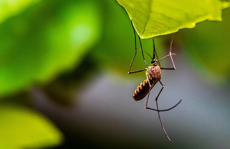 疫情期间热点新闻汇总：蚊子会传新冠吗？全球确诊超千万