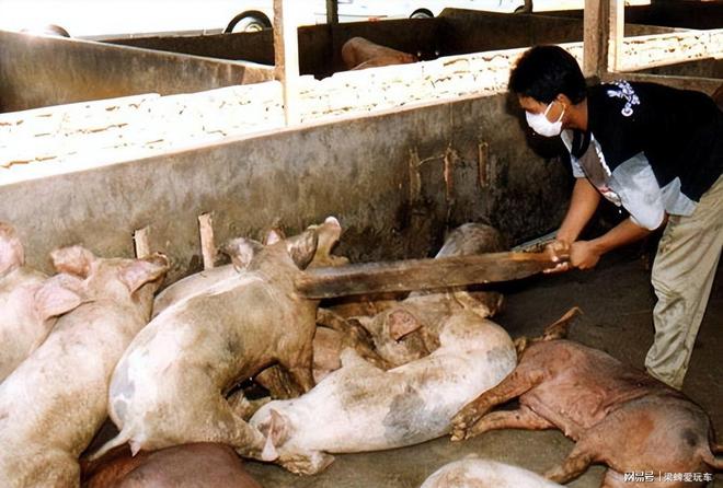 尼帕病毒是什么?人际传播能力强,病死率远超新冠流感