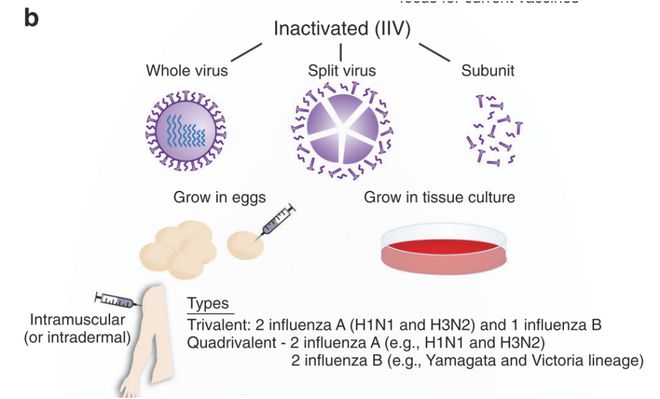 如何评价流感疫苗的保护效果?今年如何接种流感疫苗?